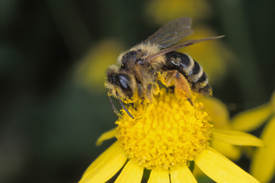 Vivre à deux - prédation, compétition et coopération - 3mn 50s